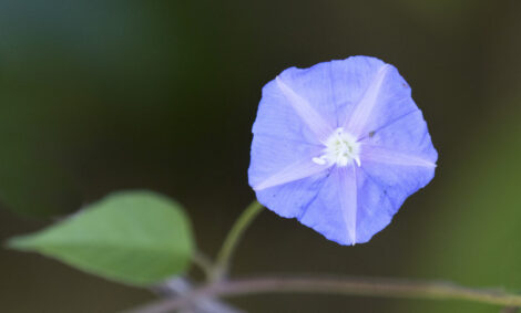 Skyblue clustervine adds pop of color - SANIBEL-CAPTIVA - Island